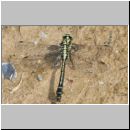 Gomphus vulgatissimus - Gemeine Keiljungfer 04.jpg